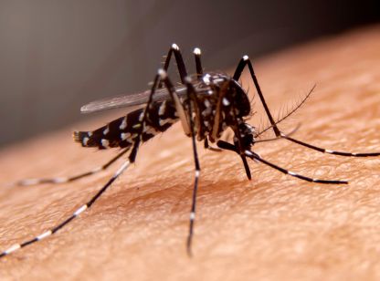 Dedetização de Mosquitos