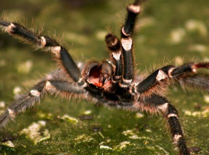 Dedetização de Aranhas